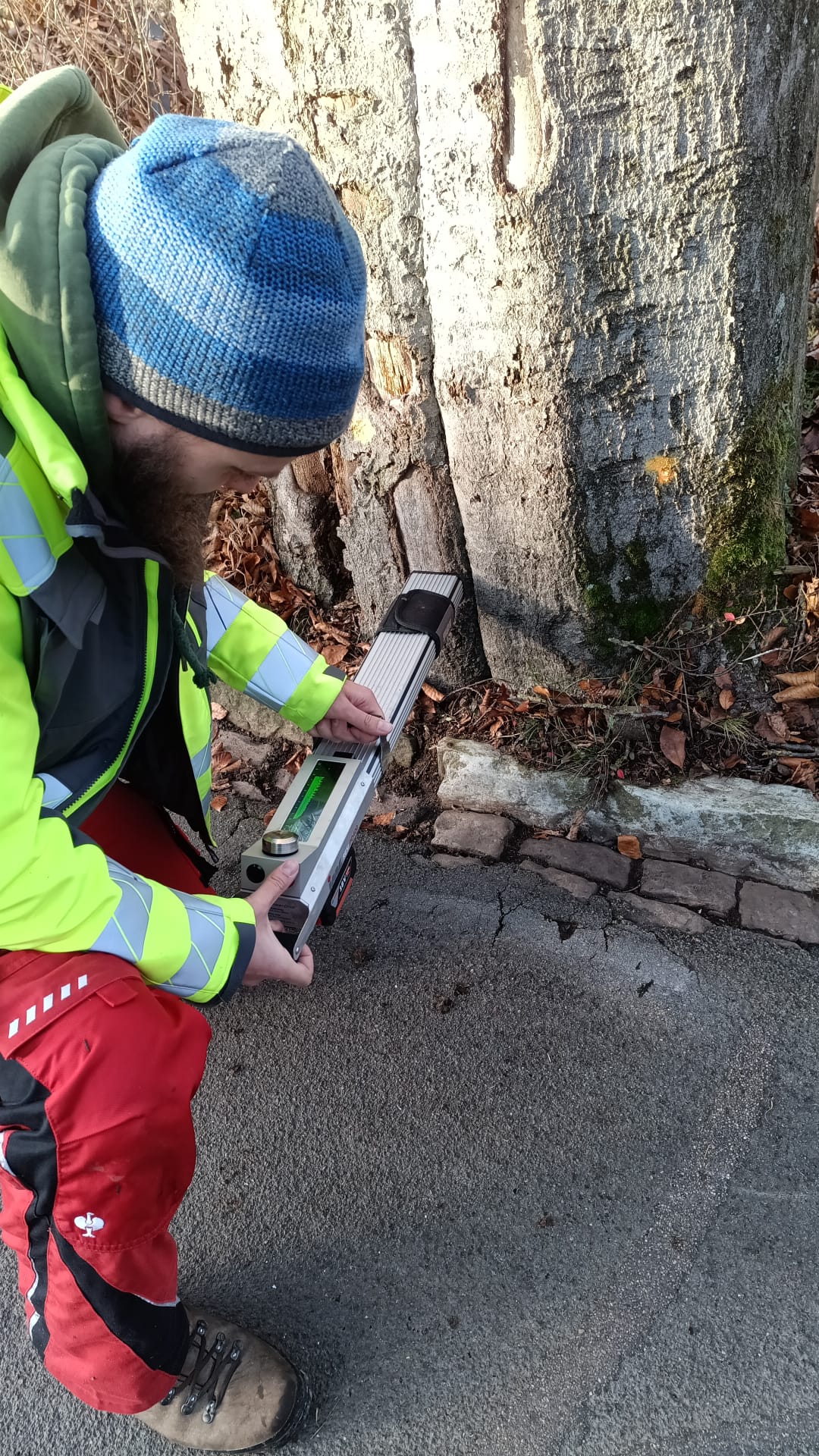 Techniker führt eine Bohrwiderstandsmessung am Stamm eines Baumes durch