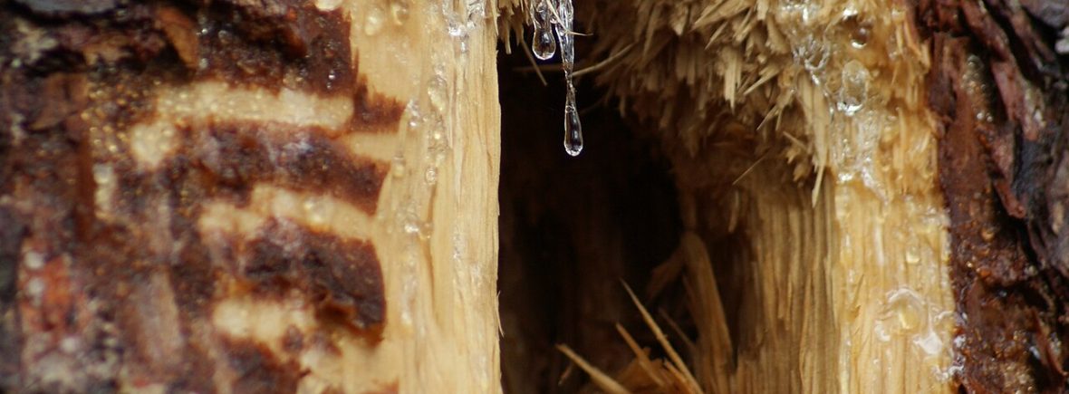 Baummikrohabitate: Welche Struktur beherbergt wen