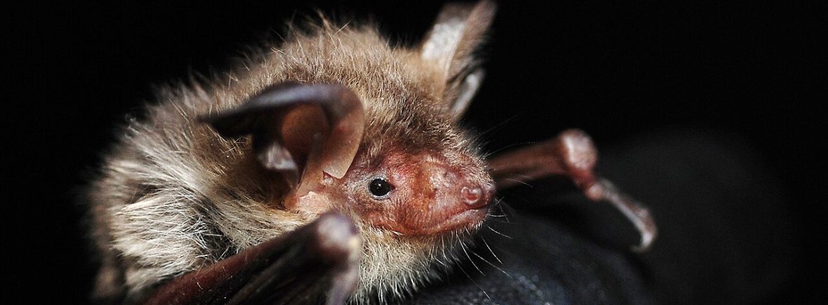 Bechsteinfledermaus (Myotis bechsteinii)