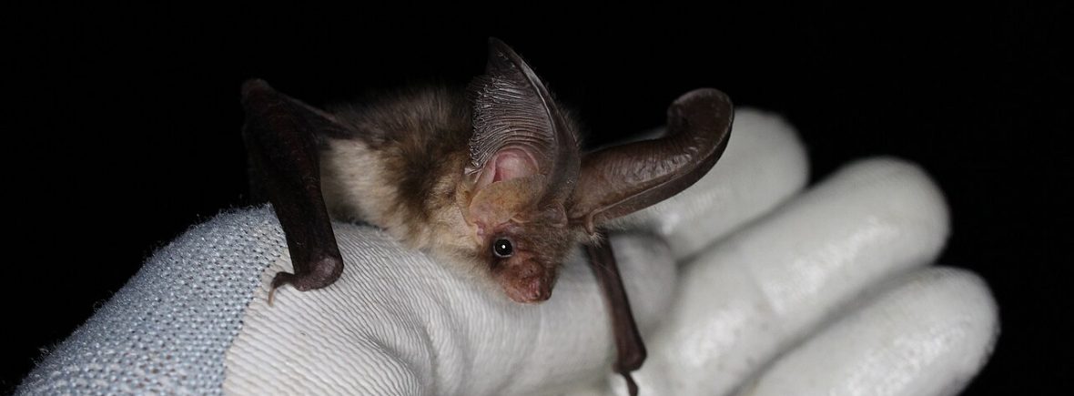 Braunes Langohr (Plecotus auritus)