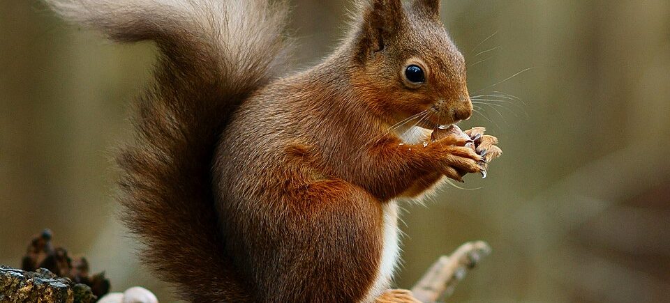 Eichhörnchen (Sciurus vulgaris) auf einem Baumstumpf