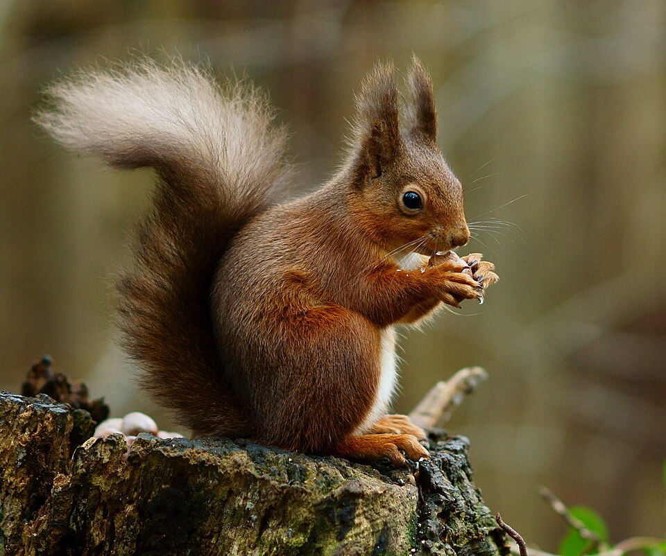 Eichhörnchen (Sciurus vulgaris)