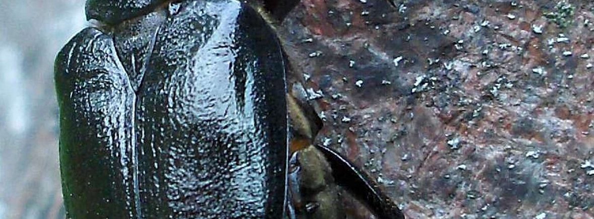 Eremit (Juchtenkäfer) (Osmoderma eremita)