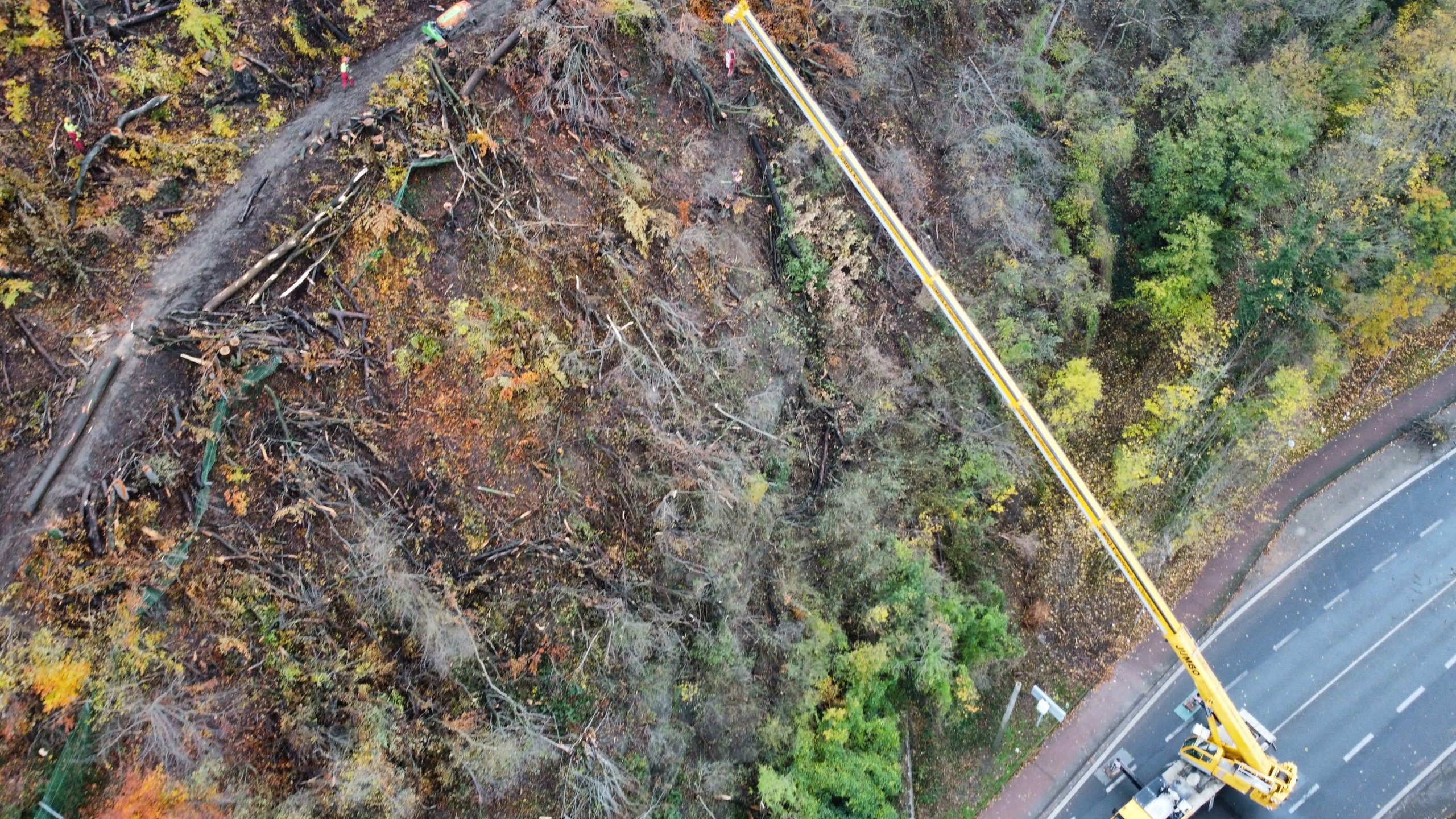 Vor der Fällung: § 44 und § 39 BNatSchG am Baum