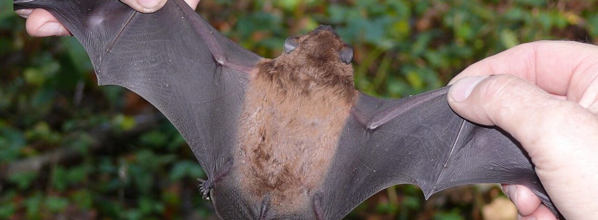 Großer Abendsegler (Nyctalus noctula)