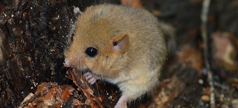 Haselmaus (Muscardinus avellanarius) auf Totholz