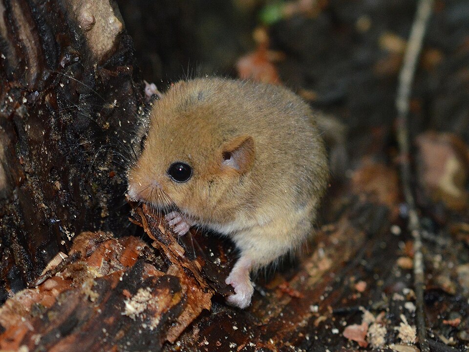 Haselmaus
