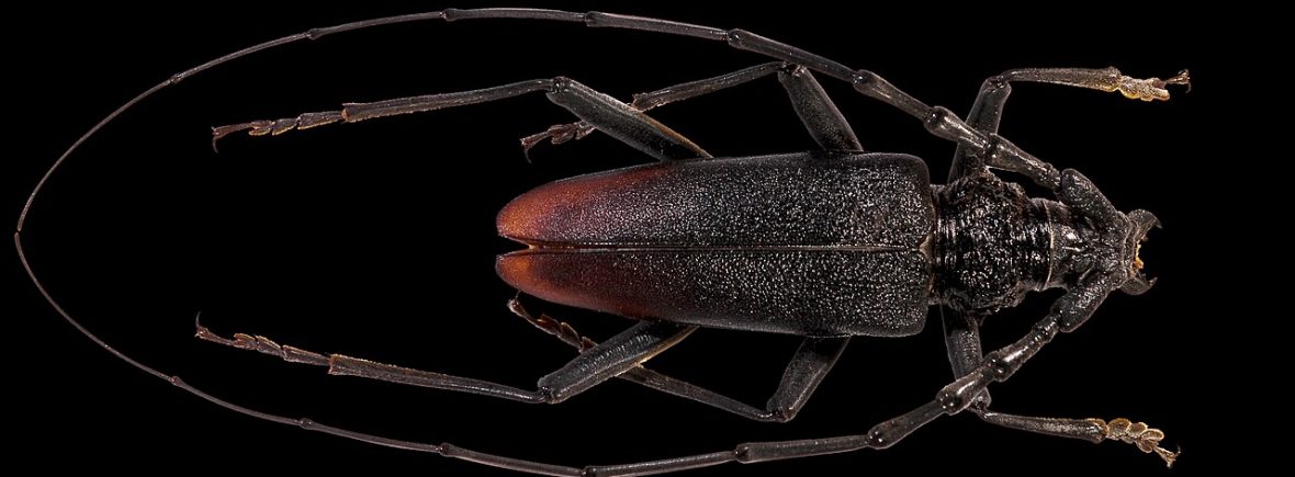Heldbock (Großer Eichenbock) (Cerambyx cerdo)