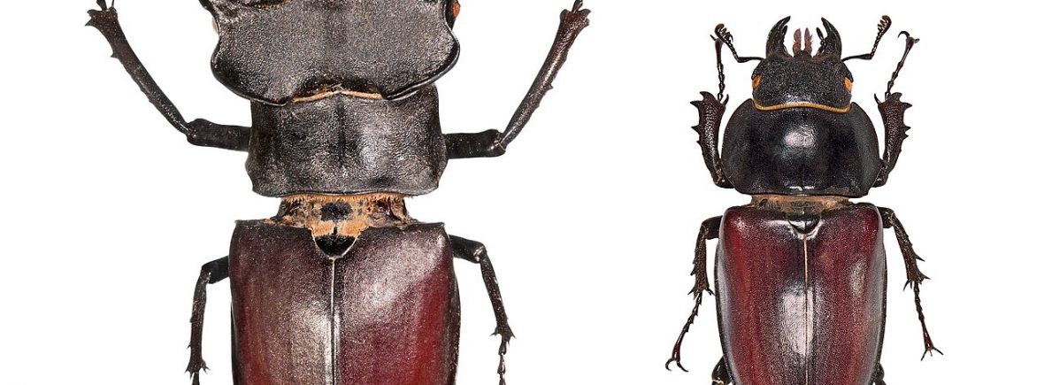 Hirschkäfer (Lucanus cervus)