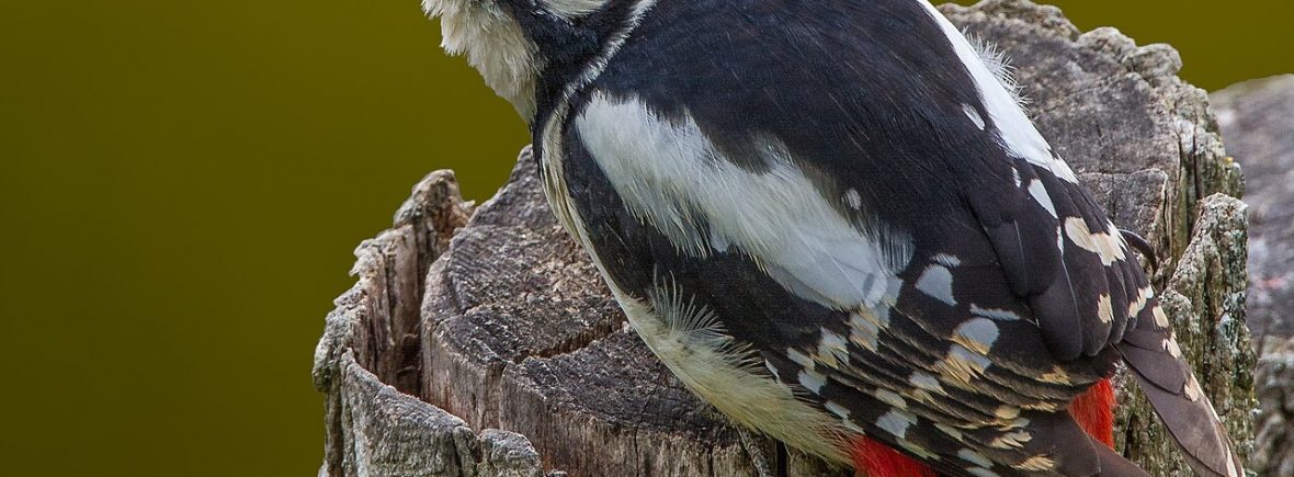 Höhlenbrüter: Von der Spechthöhle zum Vogelquartier