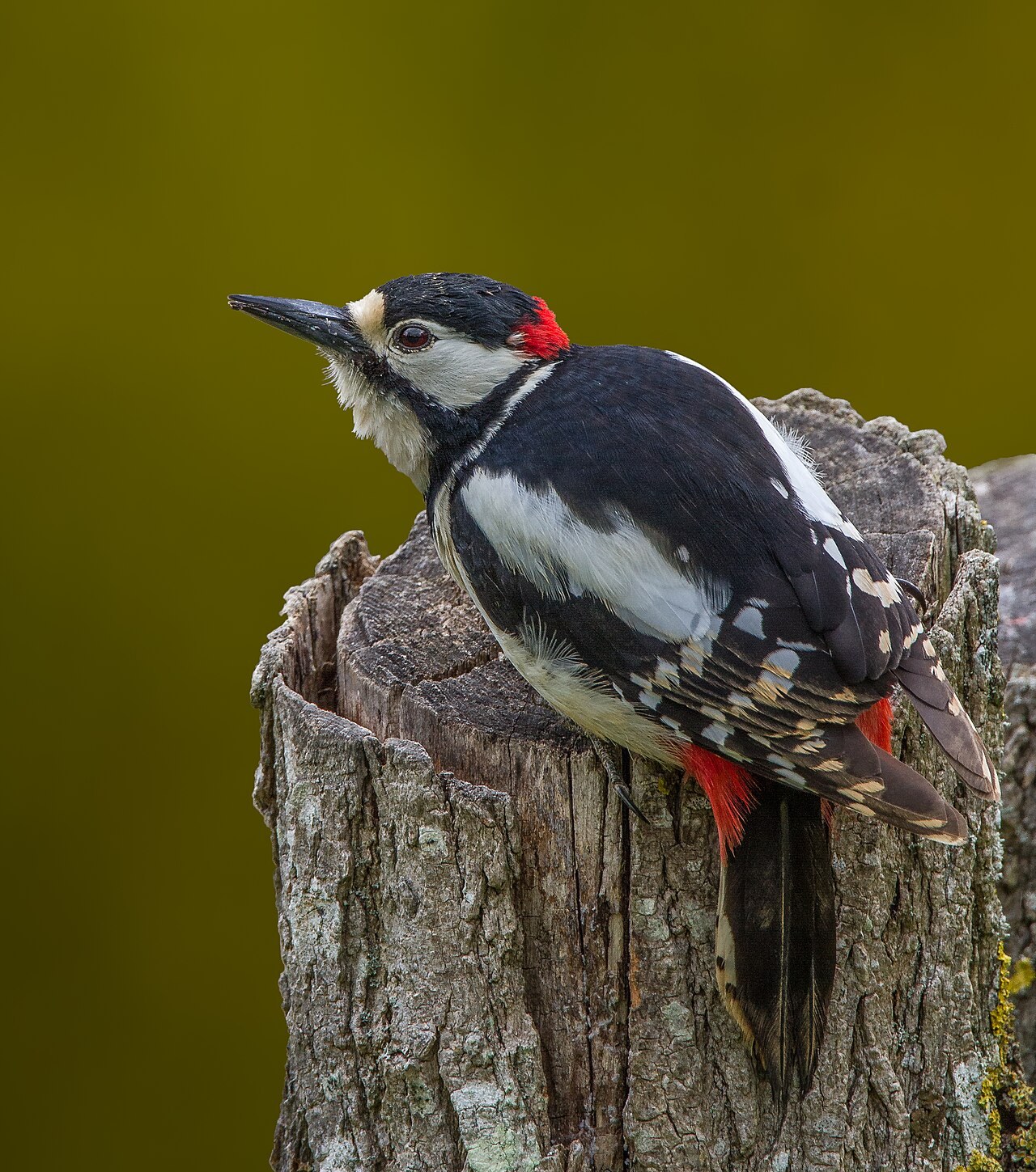Höhlenbrüter: Von der Spechthöhle zum Vogelquartier