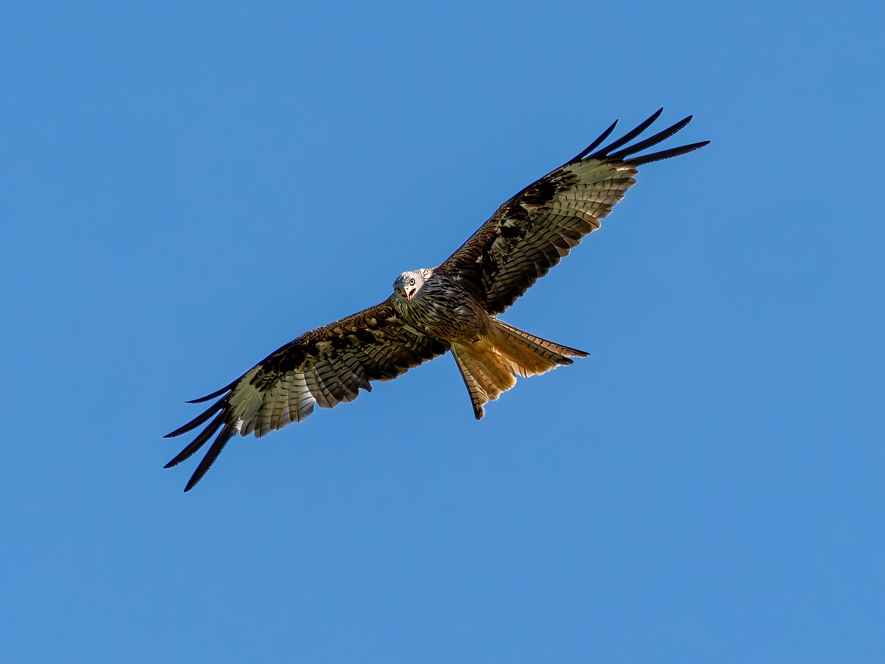 Greifvogelhorste und Horstschutz