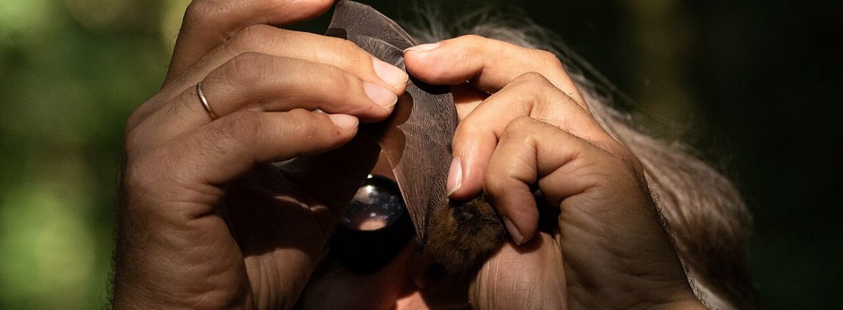 Rauhautfledermaus (Pipistrellus nathusii)