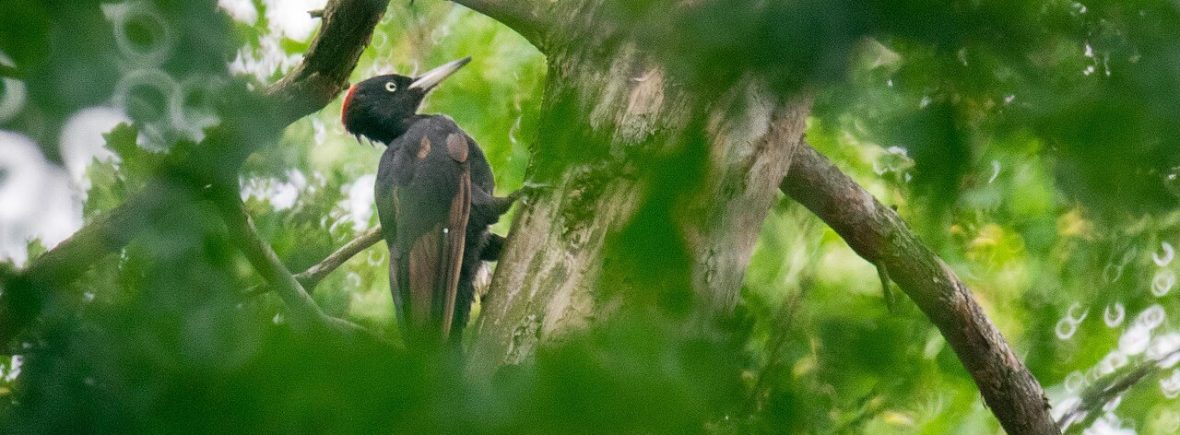 Schwarzspecht (Dryocopus martius)