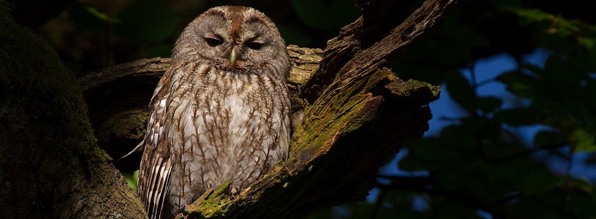 Waldkauz (Strix aluco)