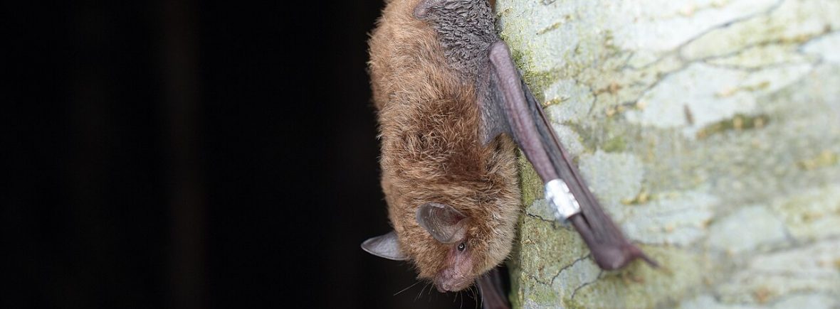 Wasserfledermaus (Myotis daubentonii)