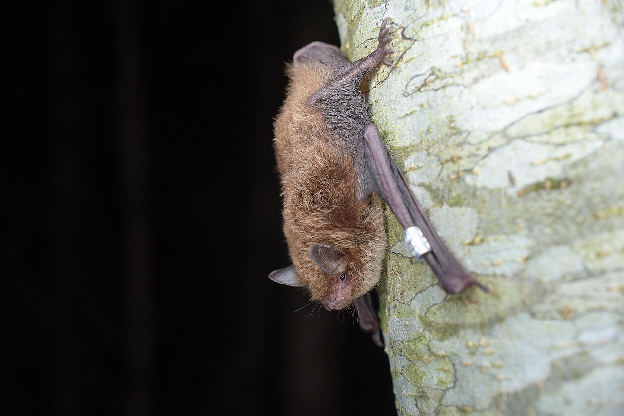 Wasserfledermaus