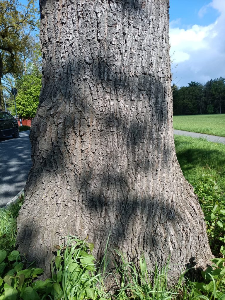 Sichtbare Druckzonen und Beulen am Stammfuß einer Eiche, Anlass für eine eingehende Untersuchung