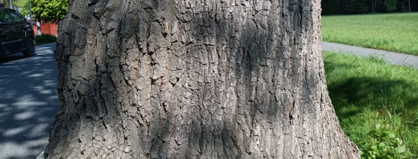 Sichtbare Druckzonen und Beulen am Stammfuß einer Eiche, Anlass für eine eingehende Untersuchung