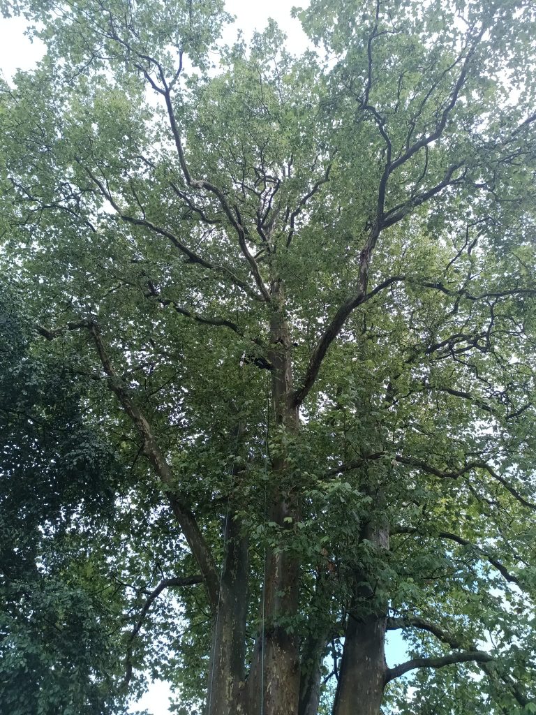Blick in die Baumkrone mit Kletterseilen bei einer eingehenden Untersuchung