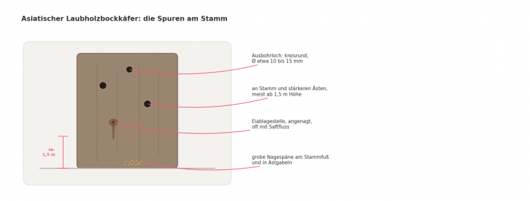 Schematisches Schaubild eines Stammausschnitts mit den Befallssymptomen des Asiatischen Laubholzbockkaefers: kreisrunde Ausbohrloecher, angenagte Eiablagestelle mit Saftfluss und grobe Nagespaene am Stammfuss