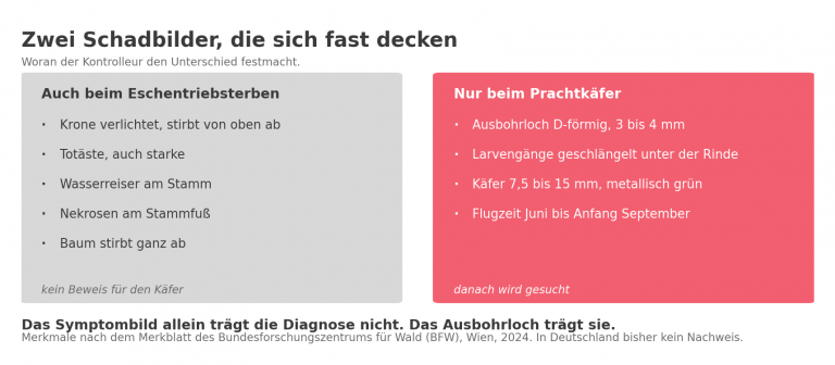 Schaubild: welche Symptome an der Esche beide Ursachen zeigen und welche Merkmale nur der Asiatische Eschenprachtkaefer hinterlaesst