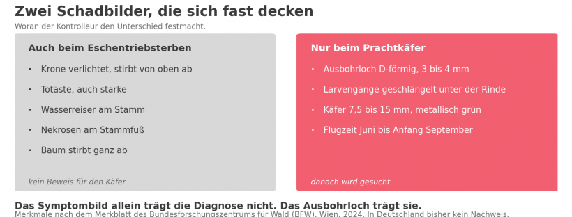 Schaubild: welche Symptome an der Esche beide Ursachen zeigen und welche Merkmale nur der Asiatische Eschenprachtkaefer hinterlaesst