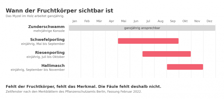 Schaubild: Sichtbarkeitsfenster von Fruchtkörpern im Jahreslauf. Der Zunderschwamm als mehrjährige Konsole ist ganzjährig ansprechbar, Schwefelporling, Riesenporling und Hallimasch nur in einem Zeitfenster von wenigen Monaten.