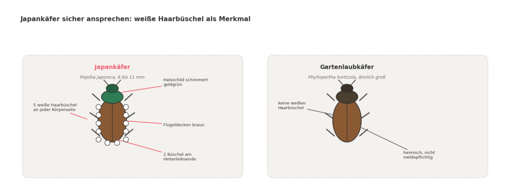 Schematischer Vergleich von Japankäfer und Gartenlaubkäfer: Beim Japankäfer sind fünf weiße Haarbüschel je Körperseite und zwei am Hinterleibsende markiert, dazu das goldgrün schimmernde Halsschild und die braunen Flügeldecken.