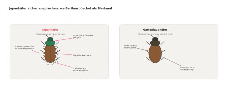 Schematischer Vergleich von Japankäfer und Gartenlaubkäfer: Beim Japankäfer sind fünf weiße Haarbüschel je Körperseite und zwei am Hinterleibsende markiert, dazu das goldgrün schimmernde Halsschild und die braunen Flügeldecken.