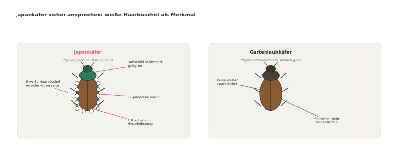 Schematischer Vergleich von Japankäfer und Gartenlaubkäfer: Beim Japankäfer sind fünf weiße Haarbüschel je Körperseite und zwei am Hinterleibsende markiert, dazu das goldgrün schimmernde Halsschild und die braunen Flügeldecken.