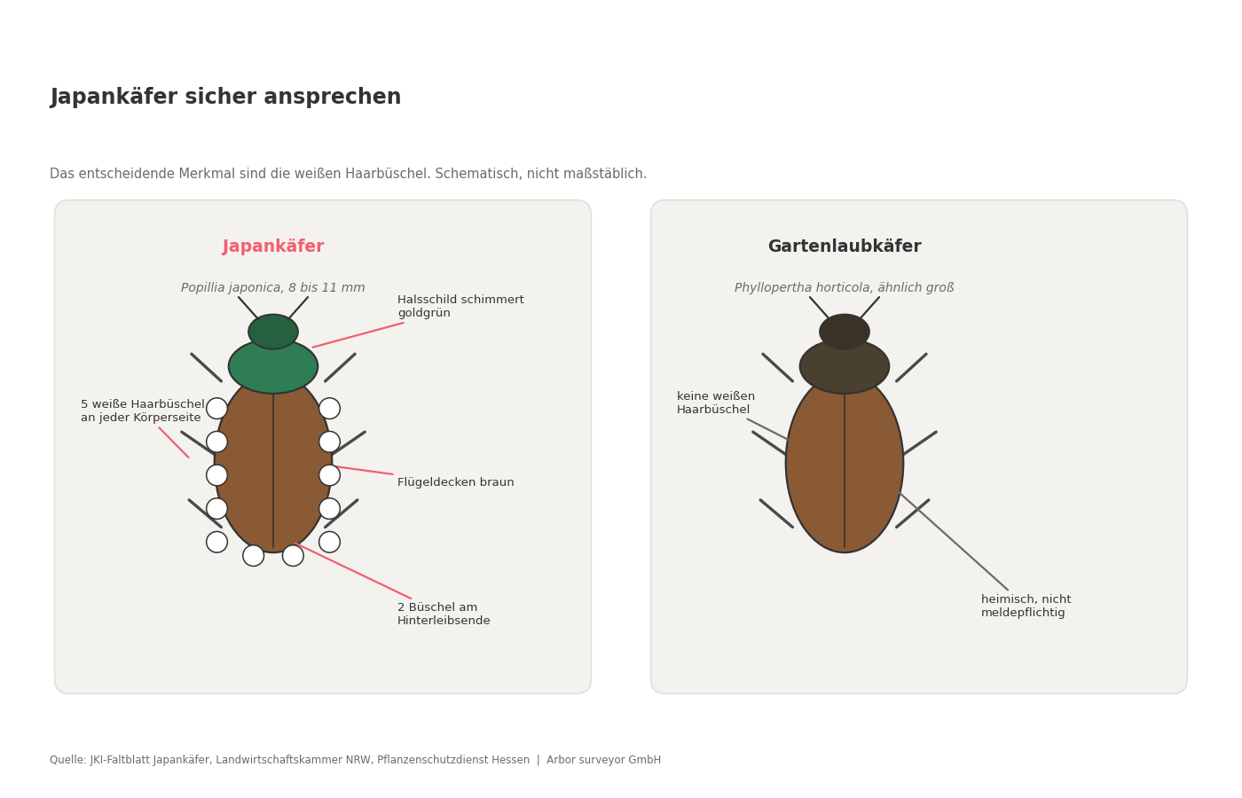 Schematischer Vergleich von Japankäfer und Gartenlaubkäfer: Beim Japankäfer sind fünf weiße Haarbüschel je Körperseite und zwei am Hinterleibsende markiert, dazu das goldgrün schimmernde Halsschild und die braunen Flügeldecken.