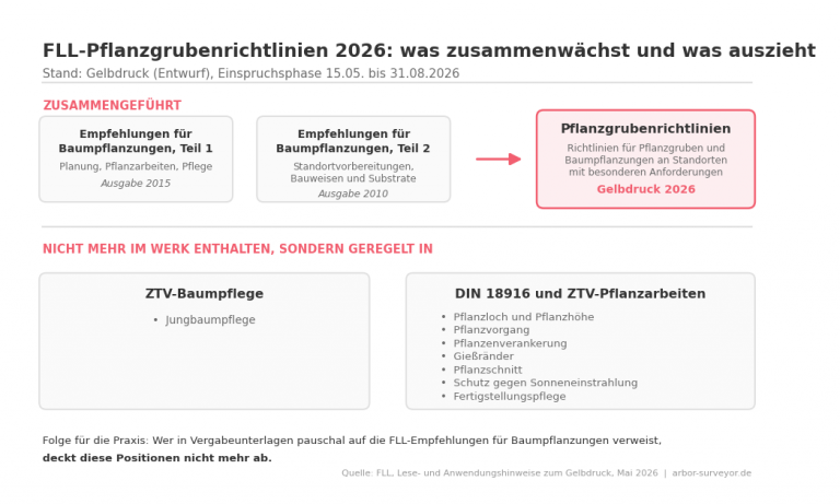 Schaubild: Die FLL-Empfehlungen für Baumpflanzungen Teil 1 (2015) und Teil 2 (2010) werden zu den Pflanzgrubenrichtlinien 2026 zusammengeführt; Jungbaumpflege, Pflanzloch, Pflanzvorgang, Verankerung, Gießränder, Pflanzschnitt, Sonnenschutz und Fertigstellungspflege sind künftig in ZTV-Baumpflege, DIN 18916 und ZTV-Pflanzarbeiten geregelt.
