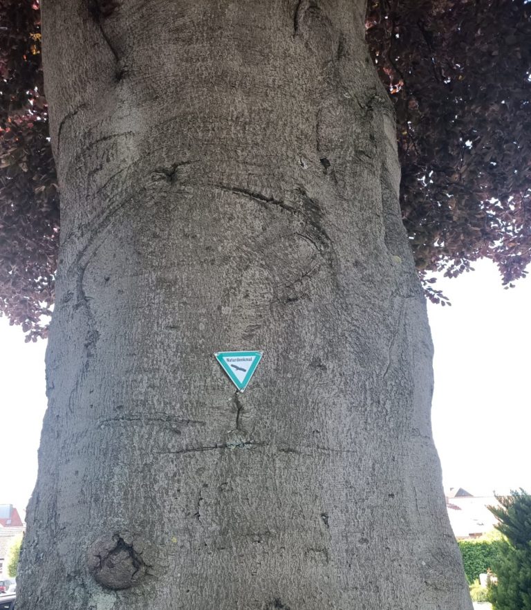 Stamm der als Naturdenkmal geschützten Blutbuche mit Naturdenkmal-Plakette