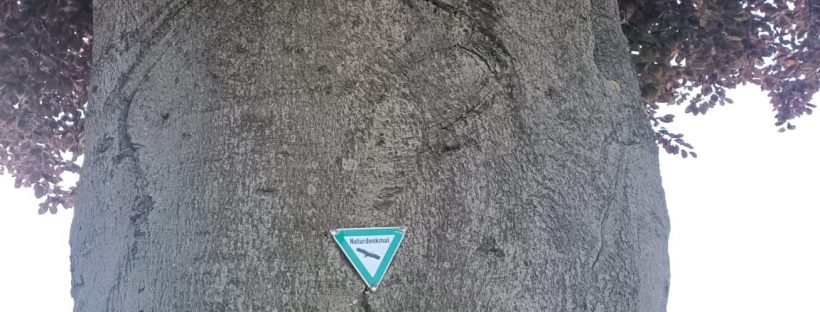 Stamm der als Naturdenkmal geschützten Blutbuche mit Naturdenkmal-Plakette