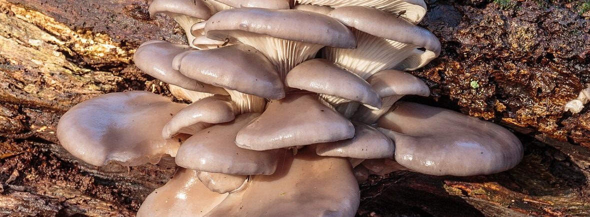 Austernseitling (Pleurotus ostreatus): typisches Erscheinungsbild