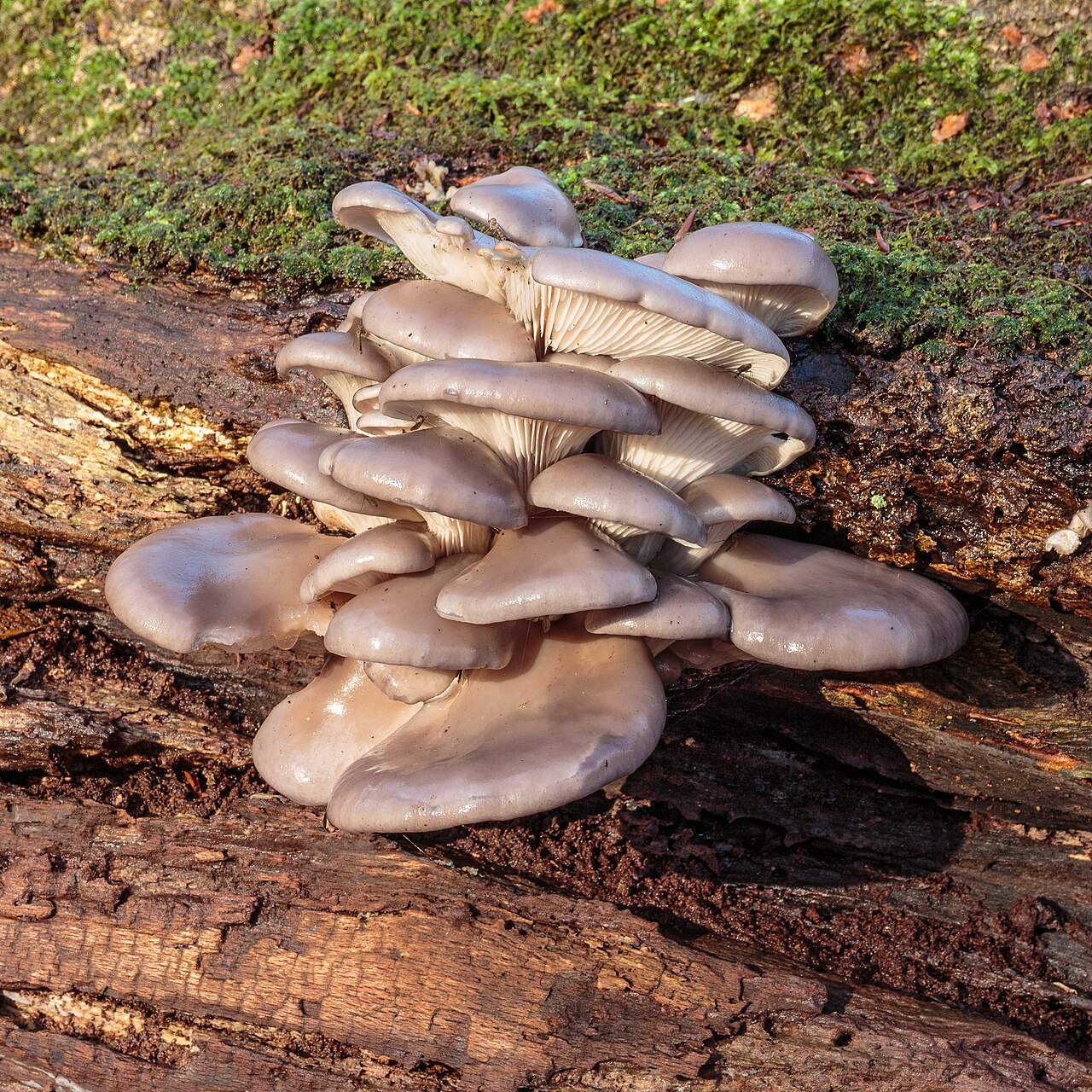 Austernseitling (Pleurotus ostreatus)