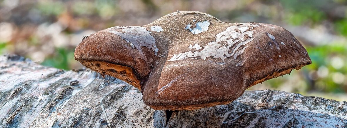 Birkenporling (Fomitopsis betulina): typisches Erscheinungsbild