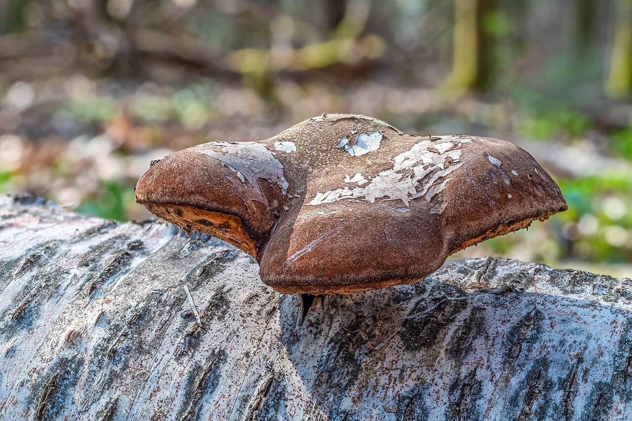 Birkenporling (Fomitopsis betulina)