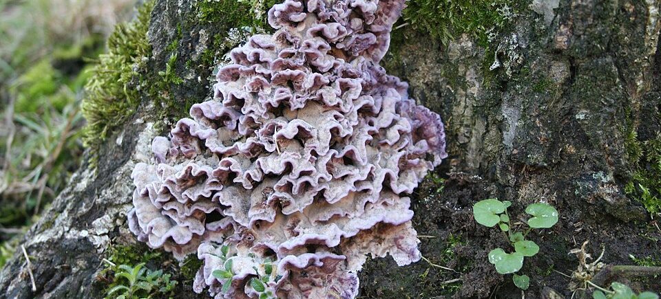 Bleiglanz (Chondrostereum purpureum): violette Fruchtkörper am Stamm