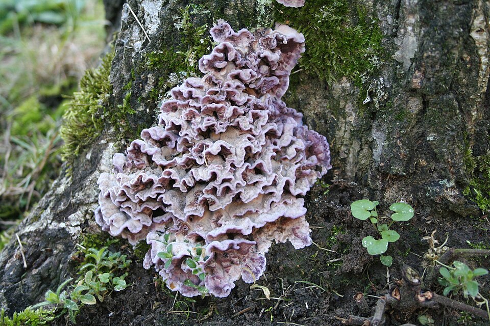 Bleiglanz (Chondrostereum purpureum)