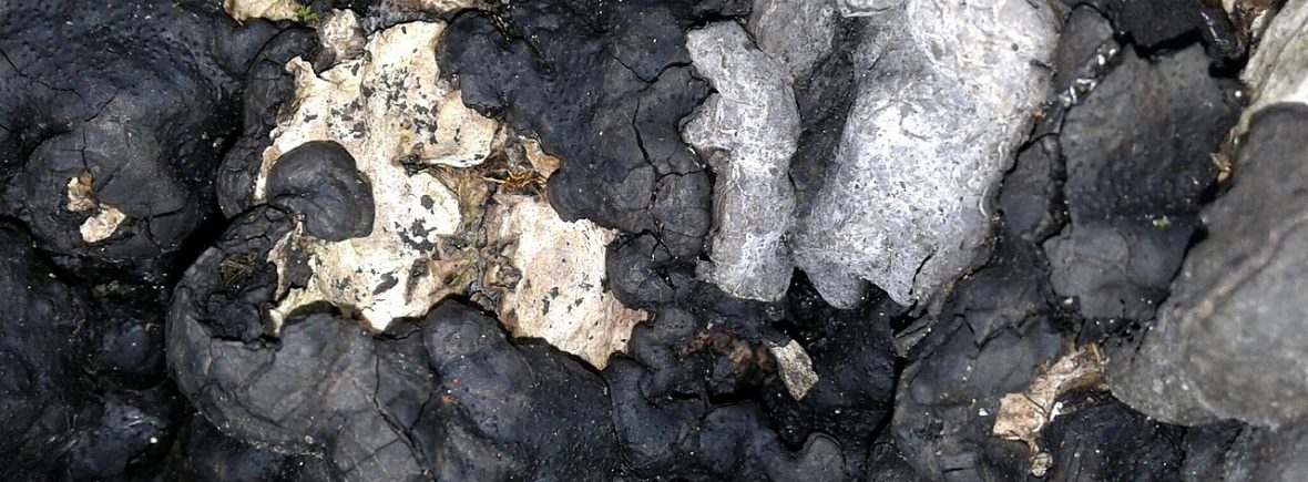 Brandkrustenpilz (Kretzschmaria deusta): typisches Erscheinungsbild
