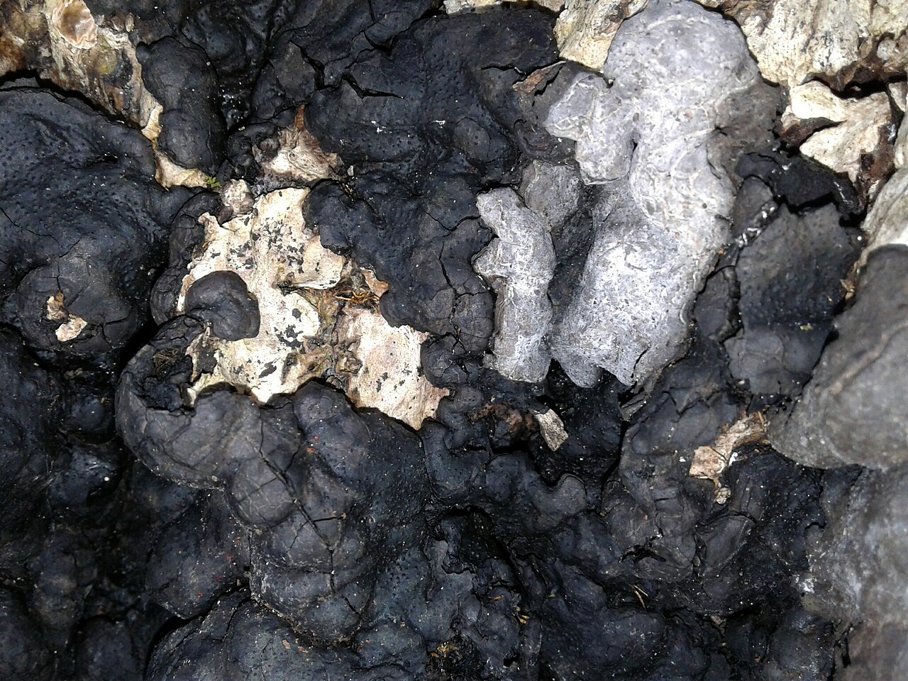 Brandkrustenpilz (Kretzschmaria deusta)