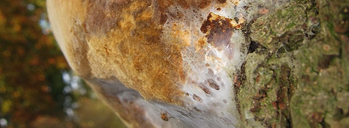 Eichen-Feuerschwamm (Fomitiporia robusta): typisches Erscheinungsbild