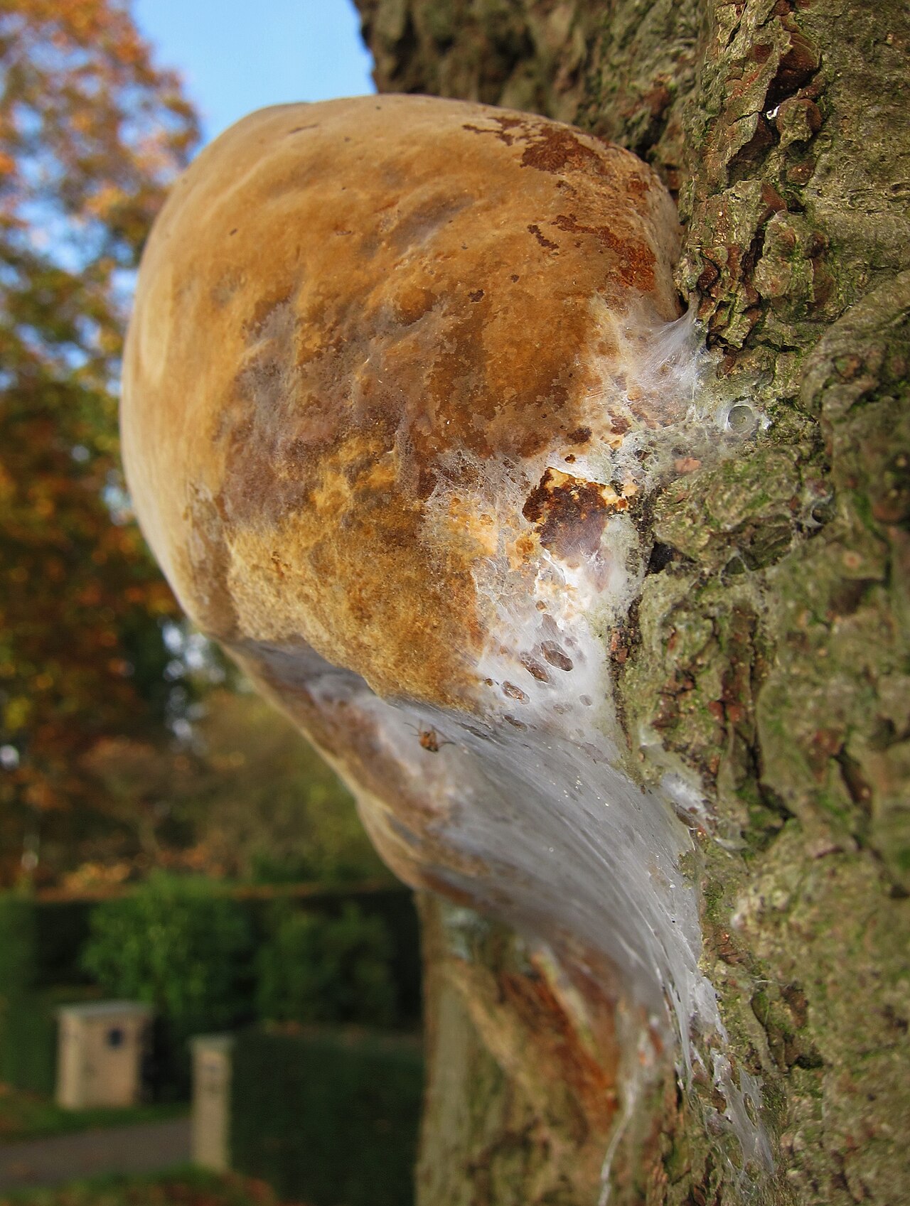 Eichen-Feuerschwamm (Fomitiporia robusta)