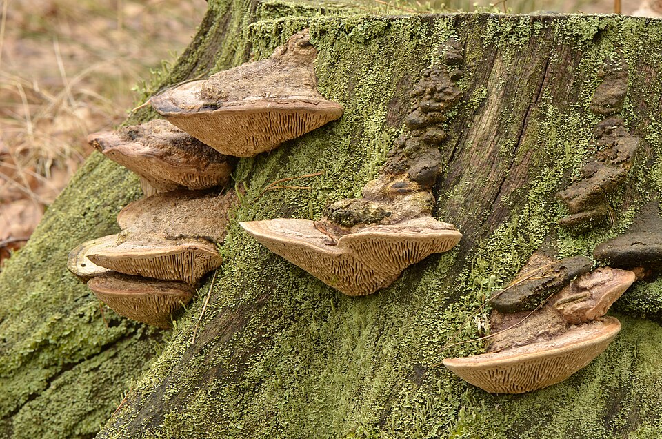 Eichenwirrling (Daedalea quercina)