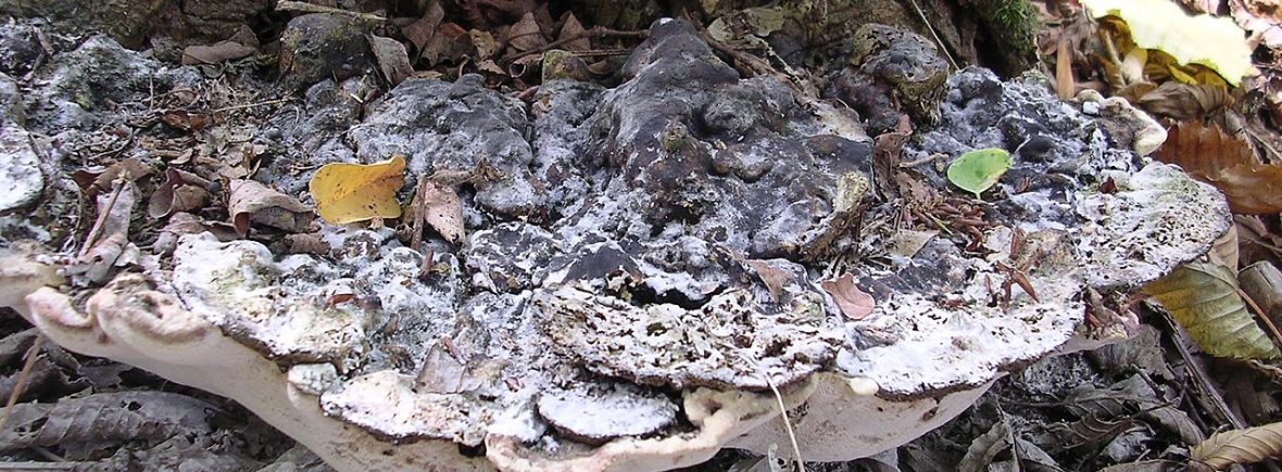 Eschenbaumschwamm (Perenniporia fraxinea): typisches Erscheinungsbild