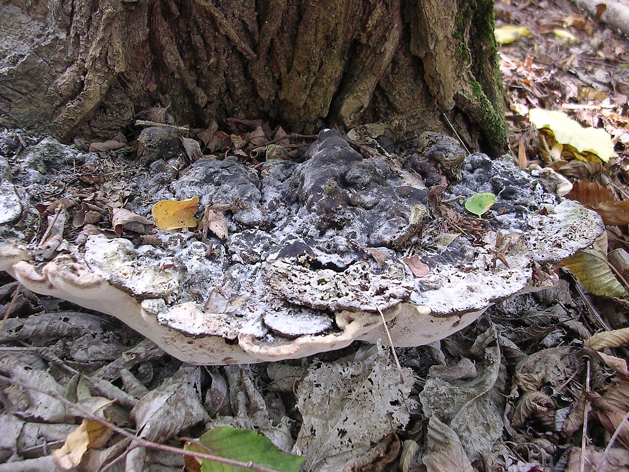 Eschenbaumschwamm (Perenniporia fraxinea)