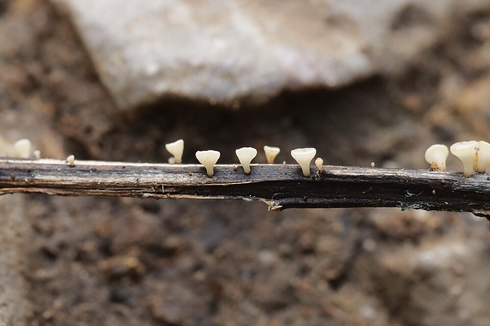 Eschentriebsterben (Hymenoscyphus fraxineus)