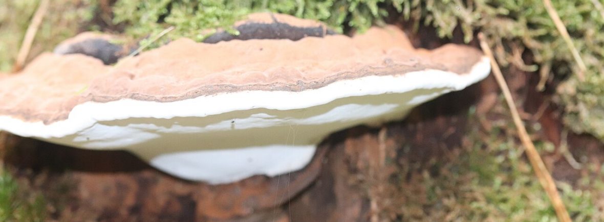 Flacher Lackporling (Ganoderma applanatum): typisches Erscheinungsbild